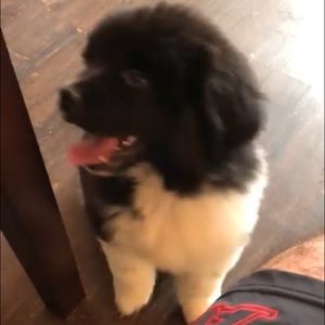 Meet your Posher, Abby